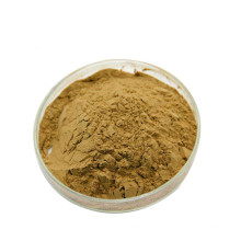 High-quality pure natural Ginkgo biloba extract Ginkgo biloba extract powder